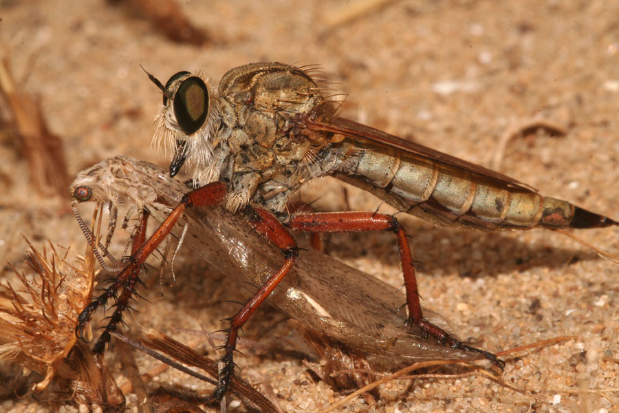 Galleria di insetti predatori e loro prede